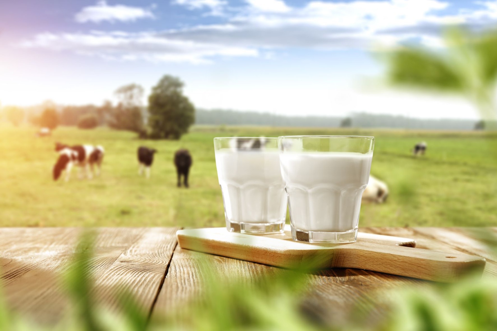 有機奶粉對奶源品質掌控更加嚴格，會盡量剔走複雜的人工合成程序。（圖片：Shutterstock）