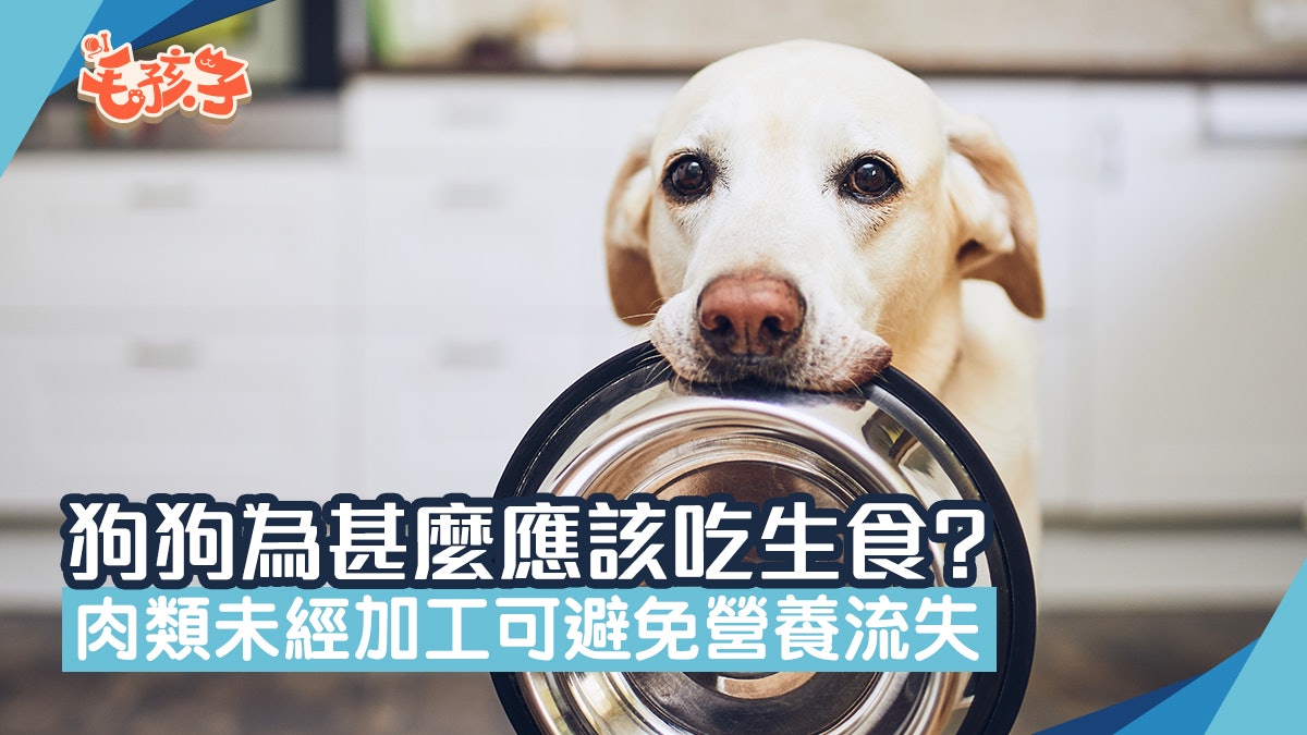 寵物健康|狗狗為甚麼應該要吃生食? 肉類不經加工有利毛孩健康 寵物健康|狗狗為甚麼應該要吃生食? 肉類不經加工有利毛孩健康