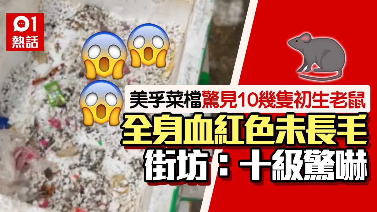 恐怖慎入！美孚菜檔膠箱驚見10幾隻初生老鼠　街坊嚇親：經過勁臭