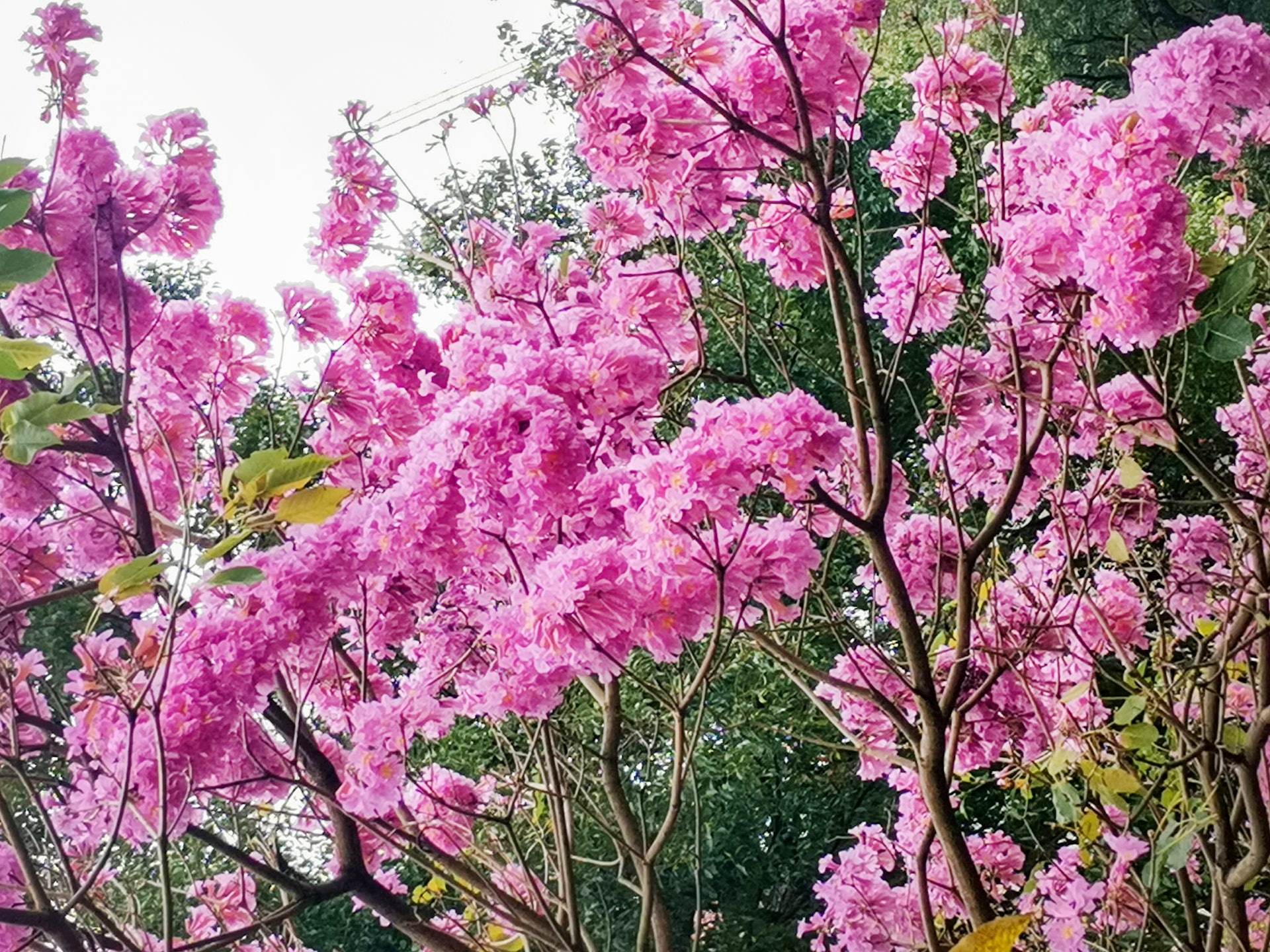 粉嶺紅花風鈴木提早開花網民大讚粉紅樹超驚喜:原來已經有!