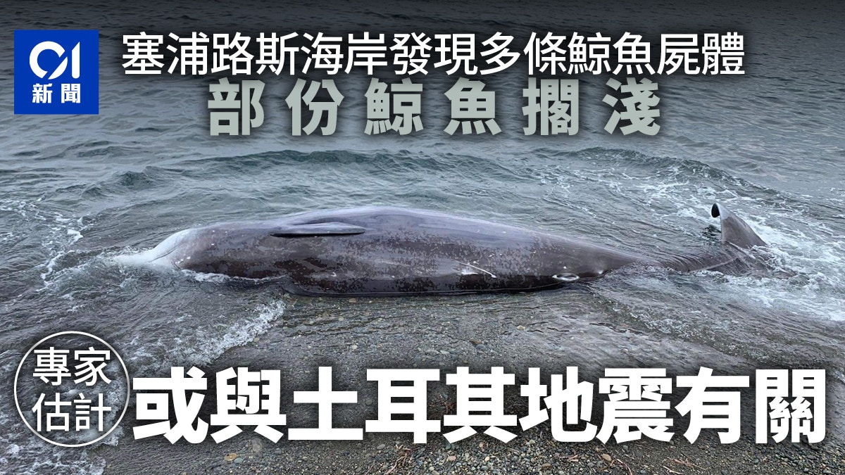 土耳其地震︱塞浦路斯海岸出現多條鯨魚屍體疑跟地震有關