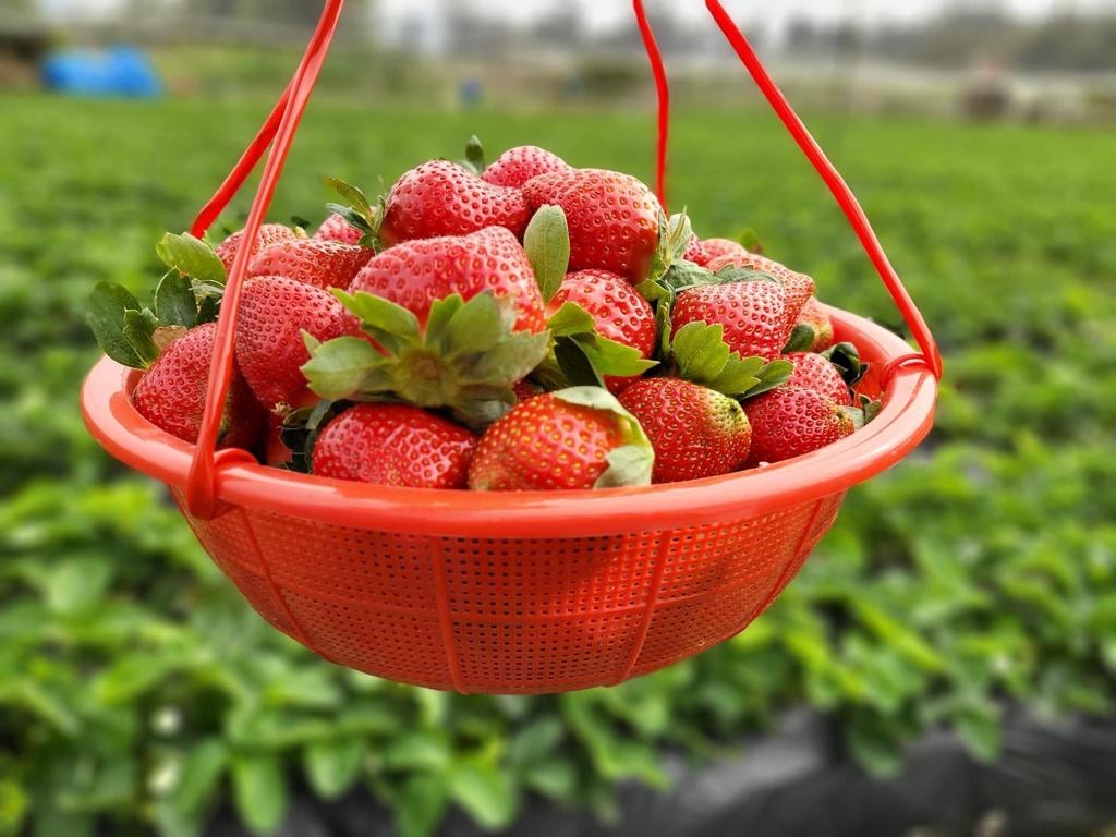 打鼓嶺新開士多啤梨園！ 免費入場任摘巨型士多啤梨附交通方法