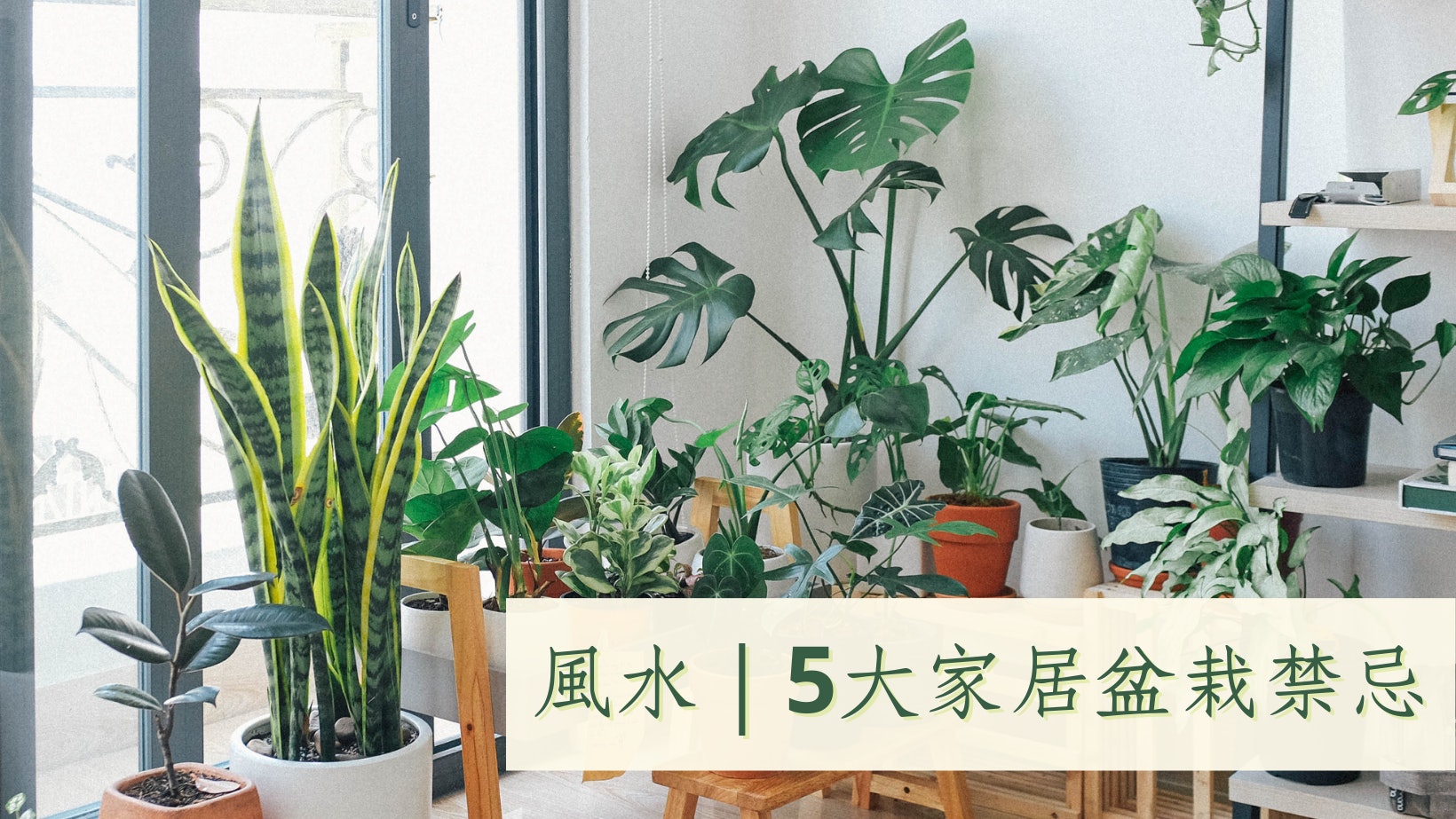 家居植物別亂種!5大盆栽風水禁忌 亂放中宮自築「困」局累家運 家居植物別亂種!5大盆栽風水禁忌 亂放中宮自築「困」局累家運