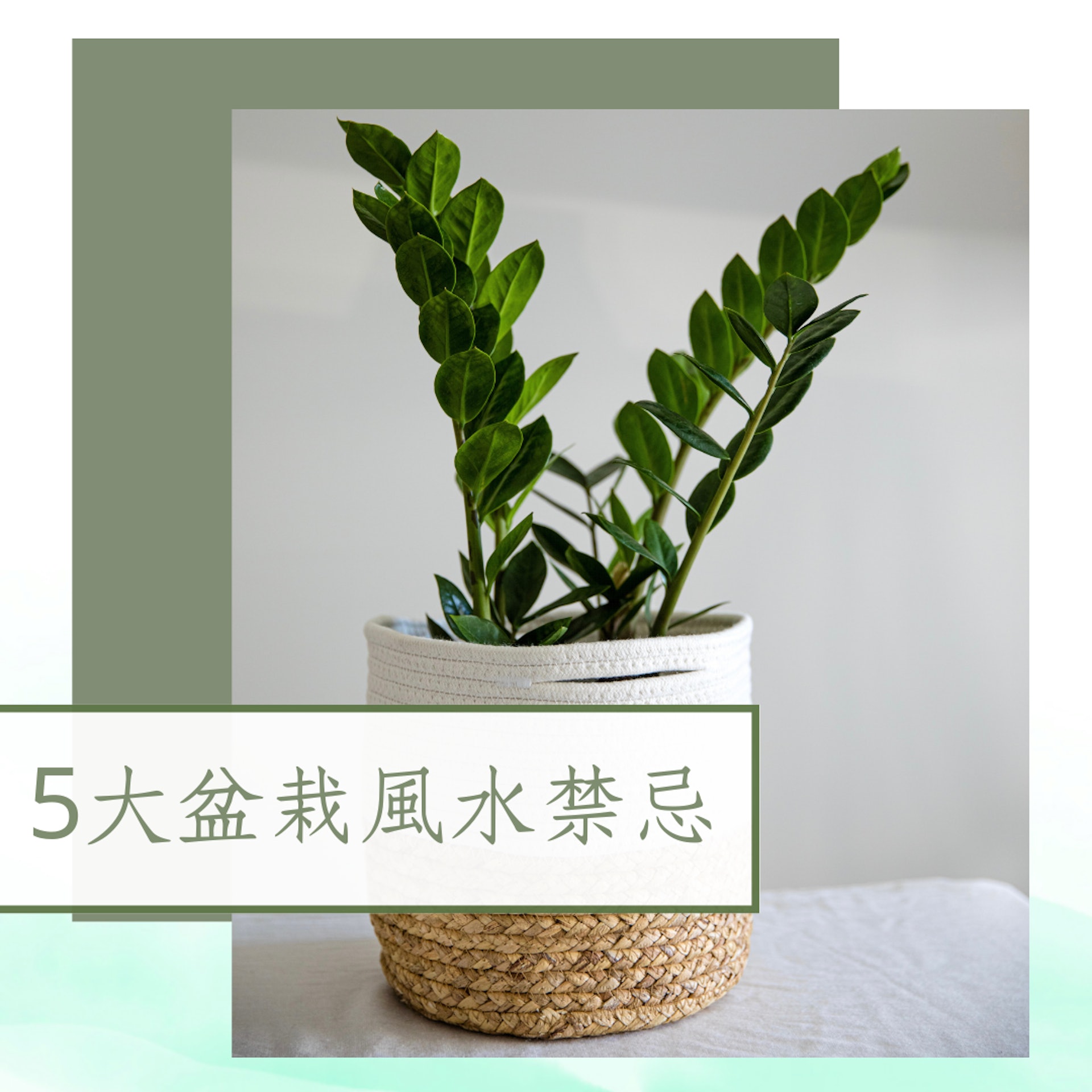 5大盆栽風水禁忌(01製圖) 5大盆栽風水禁忌(01製圖)