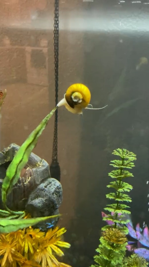 最近一段影片在網路上瘋傳，水族箱裡一隻金黃色的蝸牛竟然玩起了「自由落體」。只見牠慢慢爬上水缸底部的水草，爬到尖端後立刻垂直往下跳，就這樣重複好幾十次相當自得其樂。（Twitter@yusai00）