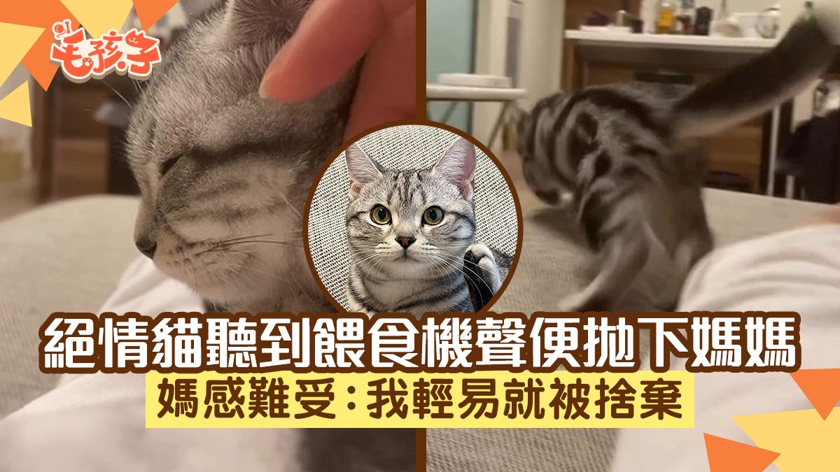 日本短毛貓聽到這聲音拋下飼主暴走狂奔 媽難受:我輕易就被捨棄 日本短毛貓聽到這聲音拋下飼主暴走狂奔 媽難受:我輕易就被捨棄