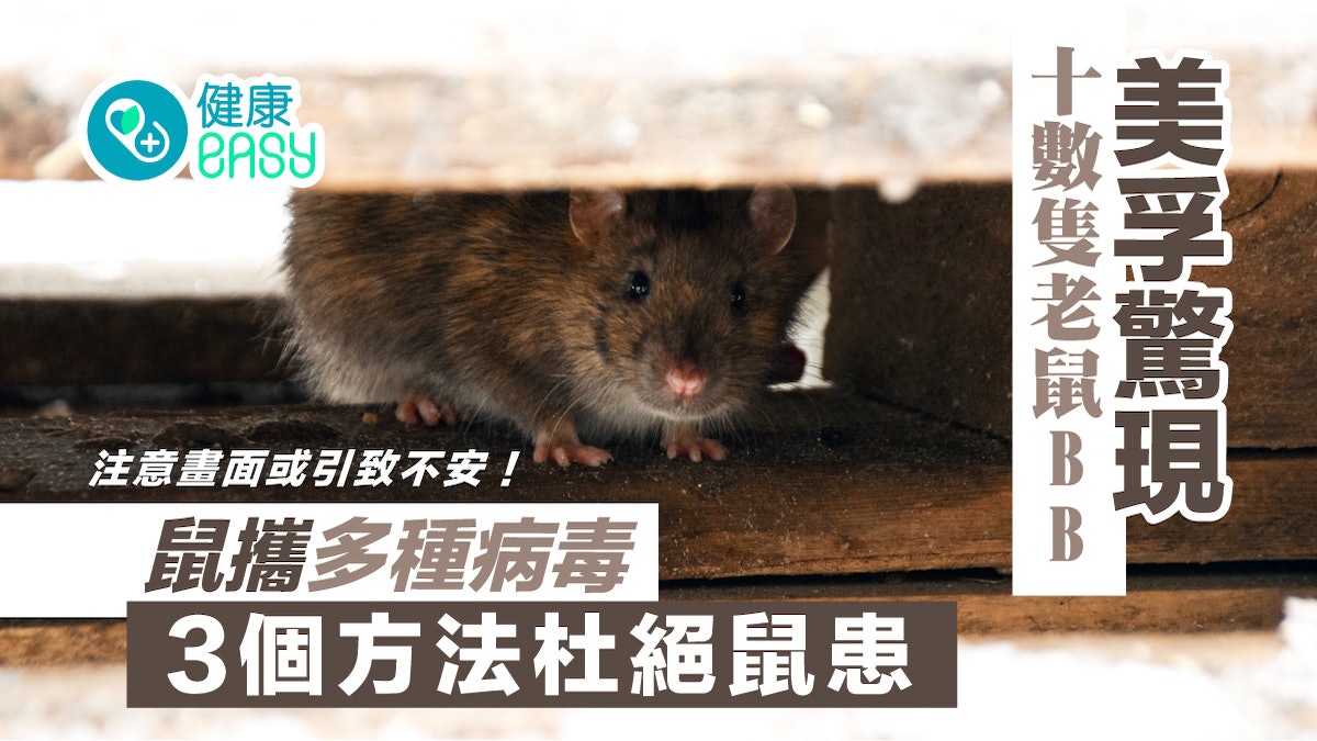 鼠患|美孚驚現十數隻老鼠BB 鼠攜多種病毒 3個方法杜絕鼠患 鼠患|美孚驚現十數隻老鼠BB 鼠攜多種病毒 3個方法杜絕鼠患