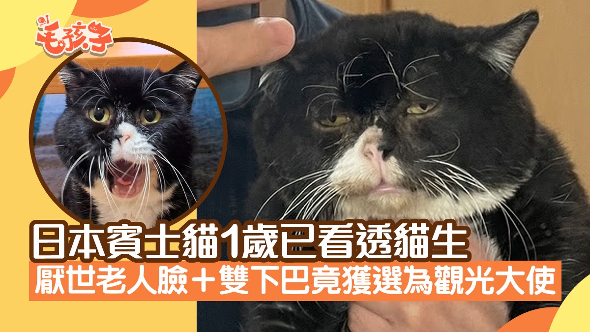 日本賓士貓1歲已看透貓生 厭世老人臉加雙下巴竟獲選為觀光大使 日本賓士貓1歲已看透貓生 厭世老人臉加雙下巴竟獲選為觀光大使