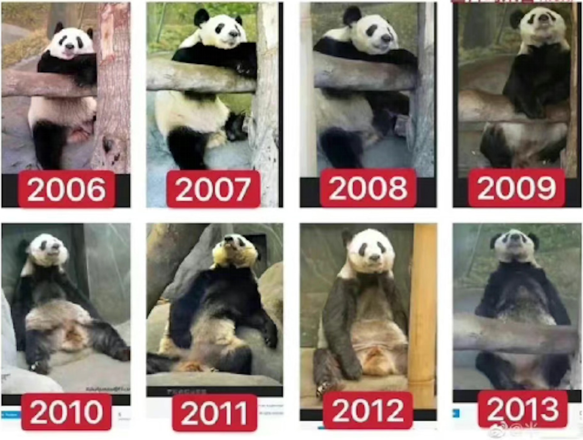 旅美大熊貓丫丫遭虐似坐監網民憤指美國無人性促盡早接回國寶