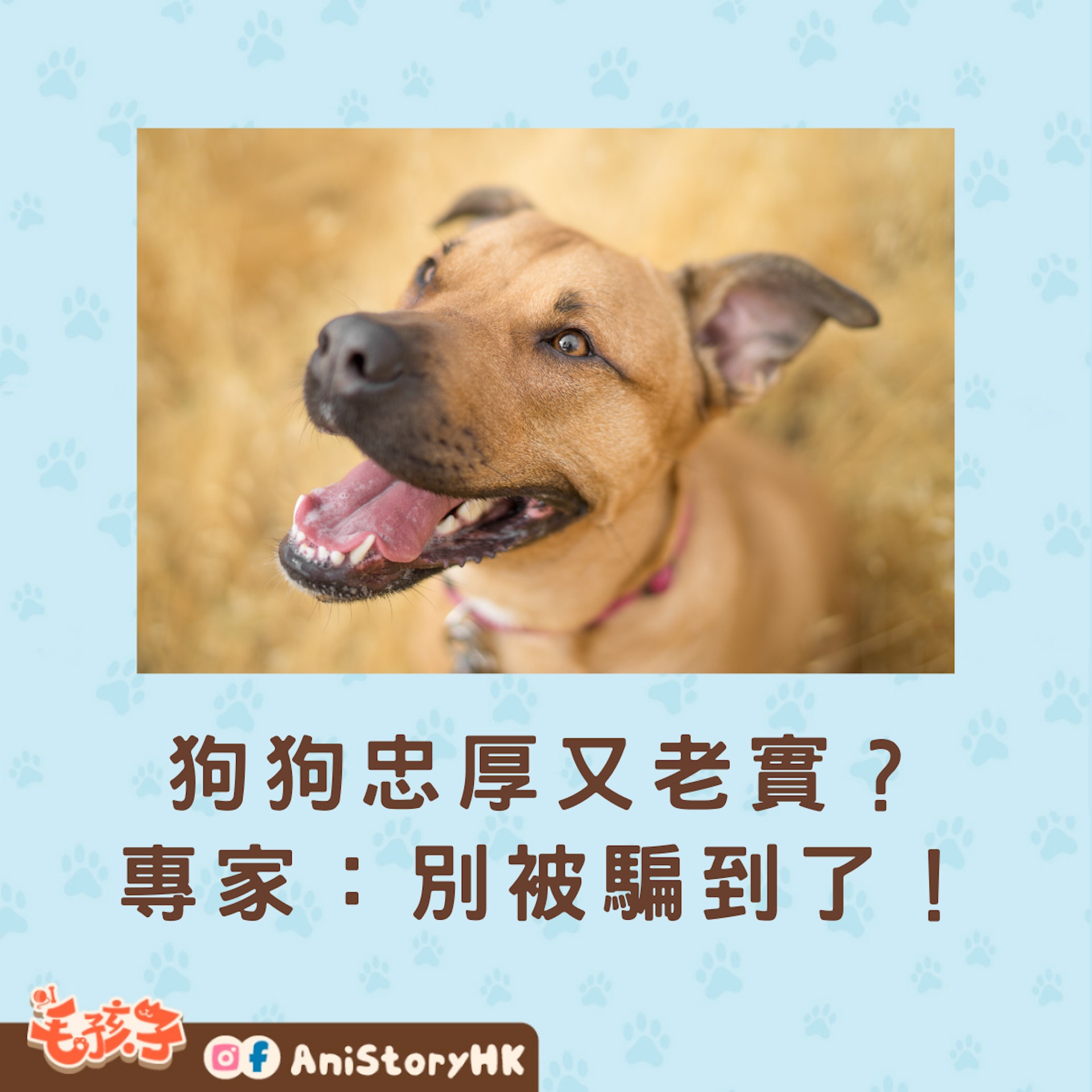狗狗是否忠厚又老實?動物心理專家有一樣的看法!(01製圖;unsplash@paulius-dragunas) 狗狗是否忠厚又老實?動物心理專家有一樣的看法!(01製圖;unsplash@paulius-dragunas)