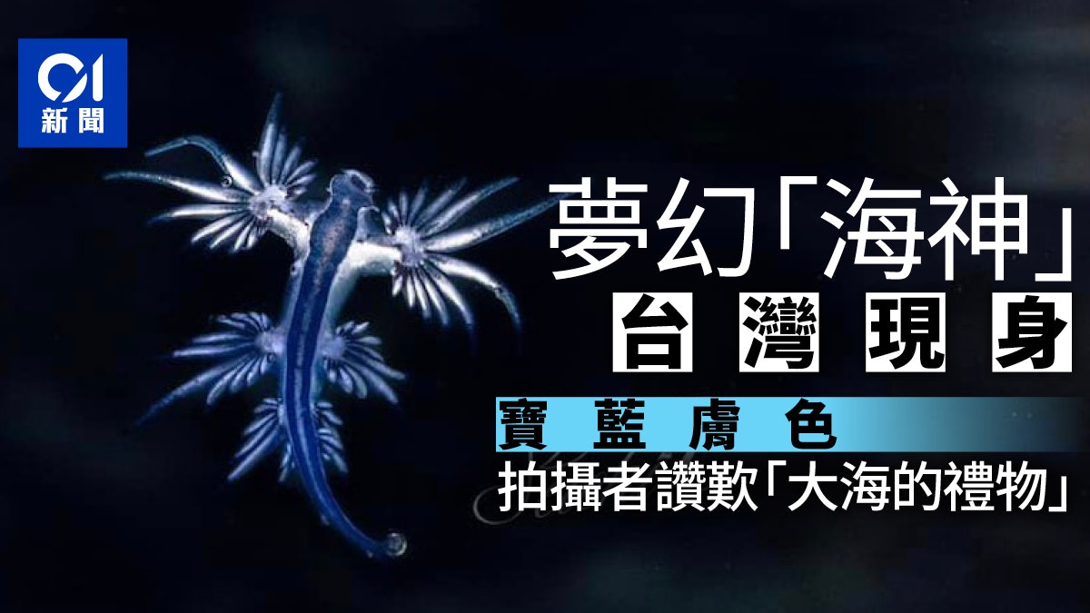 「夢幻海神」現身小琉球 如外星生物比錢幣還小 靠一招「隱形」 「夢幻海神」現身小琉球 如外星生物比錢幣還小 靠一招「隱形」