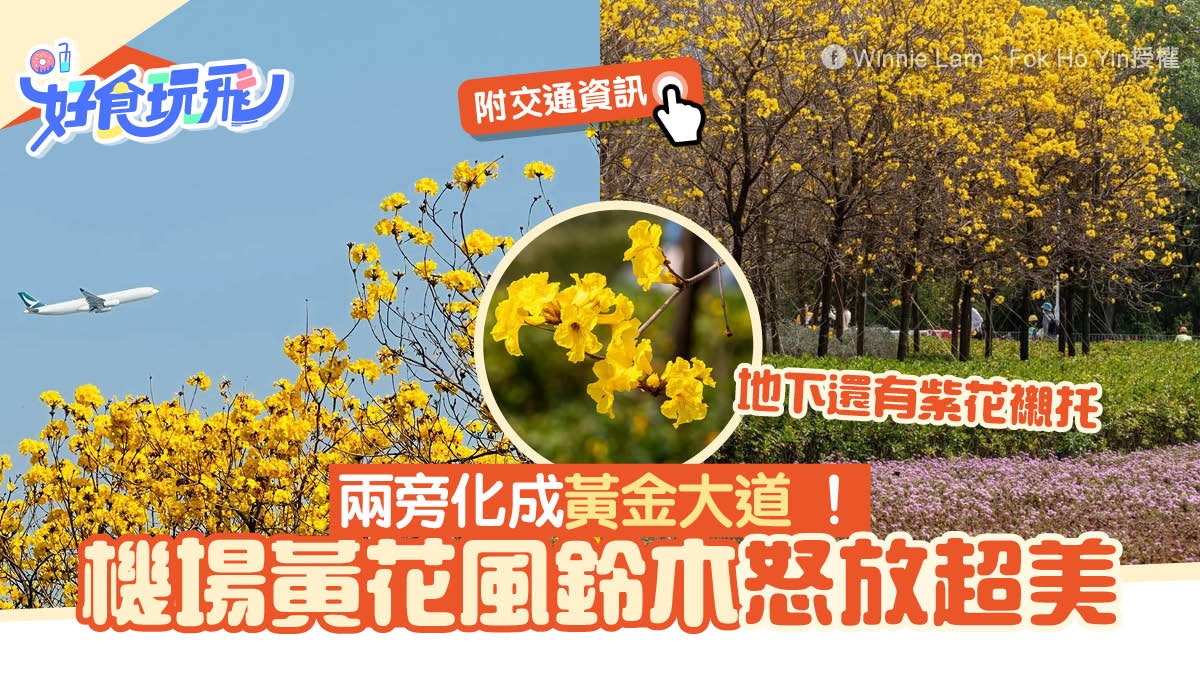 機場黃花風鈴木花海超美!幹道兩旁化成黃金大道 附交通資訊 機場黃花風鈴木花海超美!幹道兩旁化成黃金大道 附交通資訊
