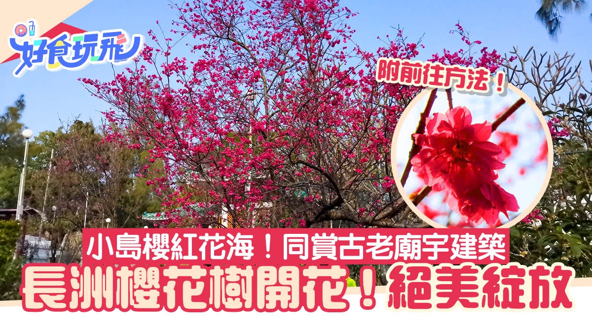 長洲櫻花樹開花！關公忠義亭廟宇櫻花絕美綻放　近觀小島櫻紅花海