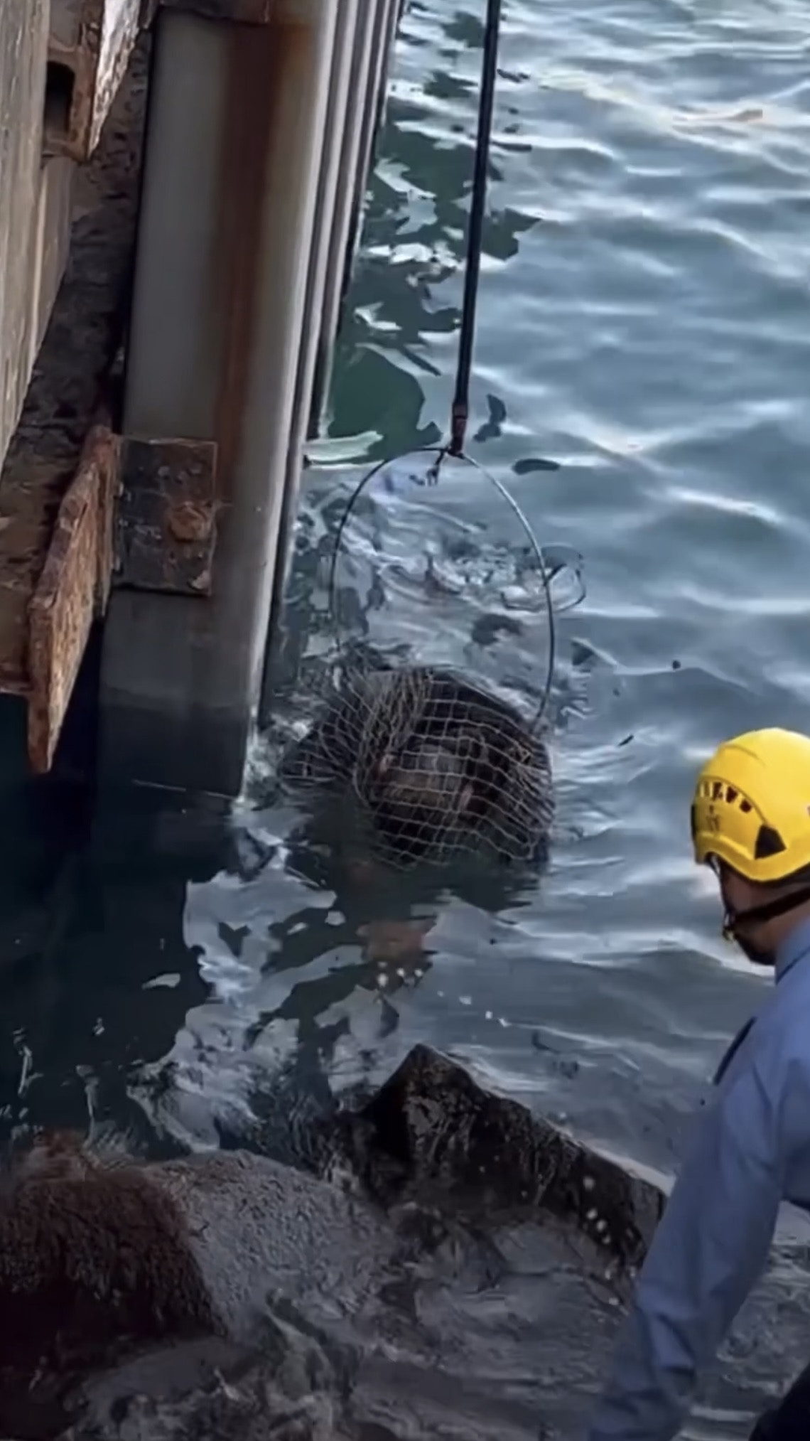 青衣碼頭釣魚翁墮海釣客伸撈箕施救保一命