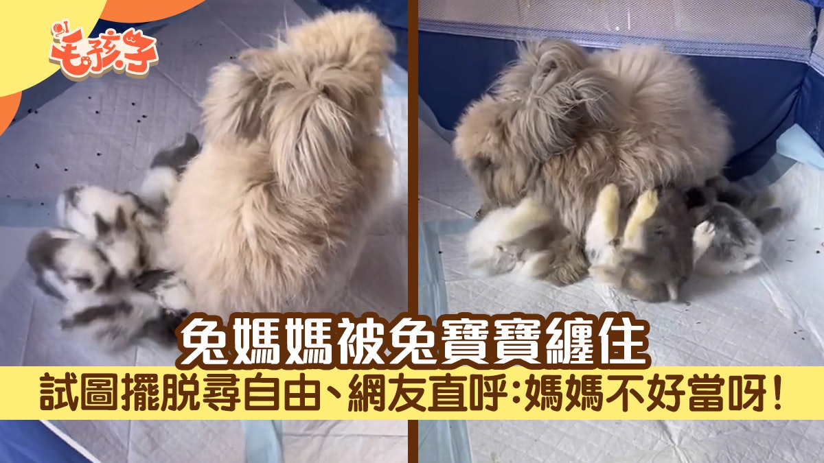 母兔被一窩兔寶寶纏住 不斷試圖擺脫孩子 網友:媽媽不好當 母兔被一窩兔寶寶纏住 不斷試圖擺脫孩子 網友:媽媽不好當