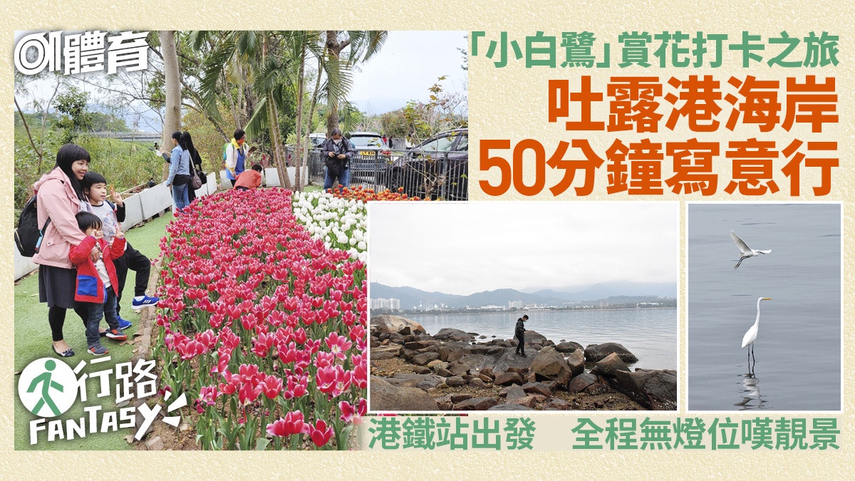 行路Fantasy|「小白鷺」賞鬱金香免逼車 吐露港海岸的輕鬆旅程 行路Fantasy|「小白鷺」賞鬱金香免逼車 吐露港海岸的輕鬆旅程