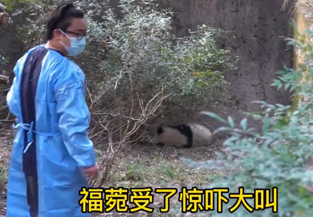 四川大熊貓福莞被遊客潑水後委屈躲角落飼養員抱起暖心安慰