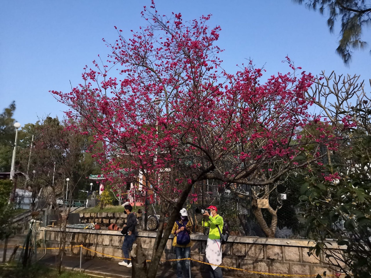 長洲櫻花(圖片來源:FB@長洲關公忠義亭廟宇) 長洲櫻花(圖片來源:FB@長洲關公忠義亭廟宇)