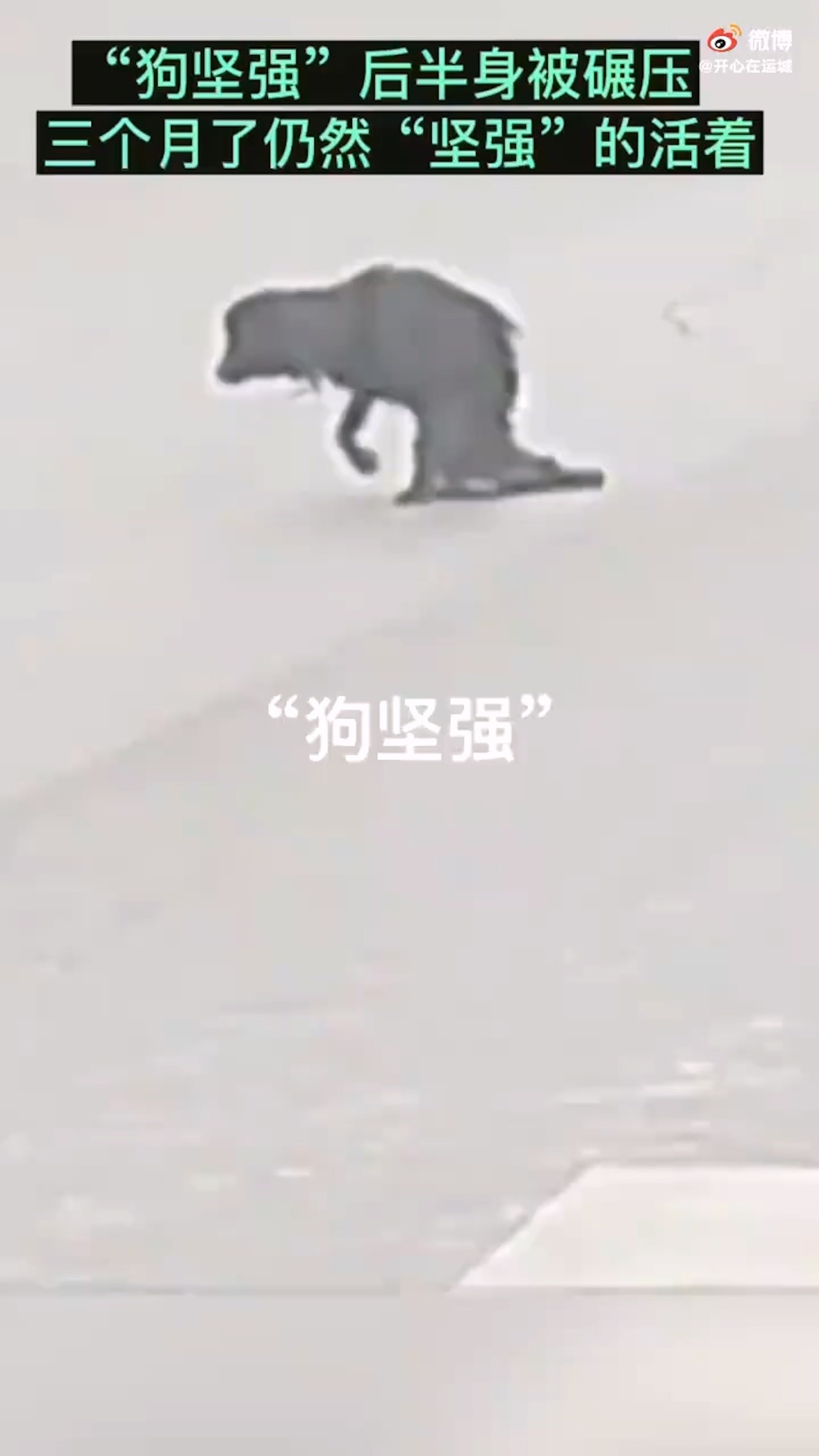 一隻流浪狗,下半身已不能動,辛苦地拖行著。(微博@開心在運城) 一隻流浪狗,下半身已不能動,辛苦地拖行著。(微博@開心在運城)