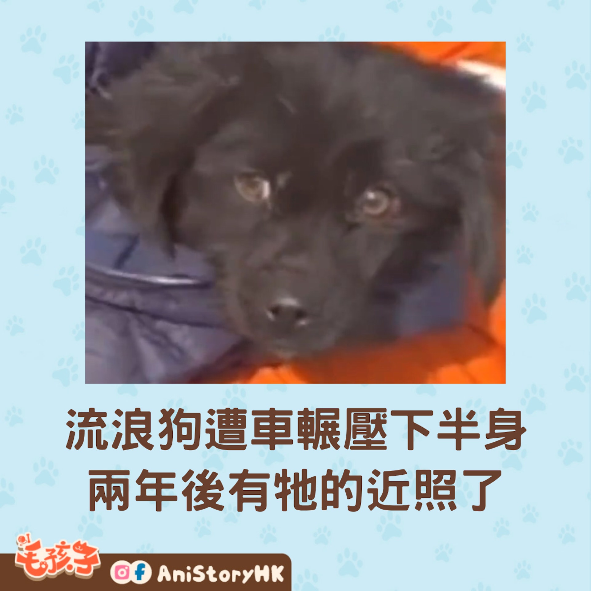 最近微博一段影片被瘋傳,只見一隻流浪狗拖行著下半身在移動。原來,這影片已是幾年前的事,狗狗現在已獲救起。(微博@開心在運城) 最近微博一段影片被瘋傳,只見一隻流浪狗拖行著下半身在移動。原來,這影片已是幾年前的事,狗狗現在已獲救起。(微博@開心在運城)