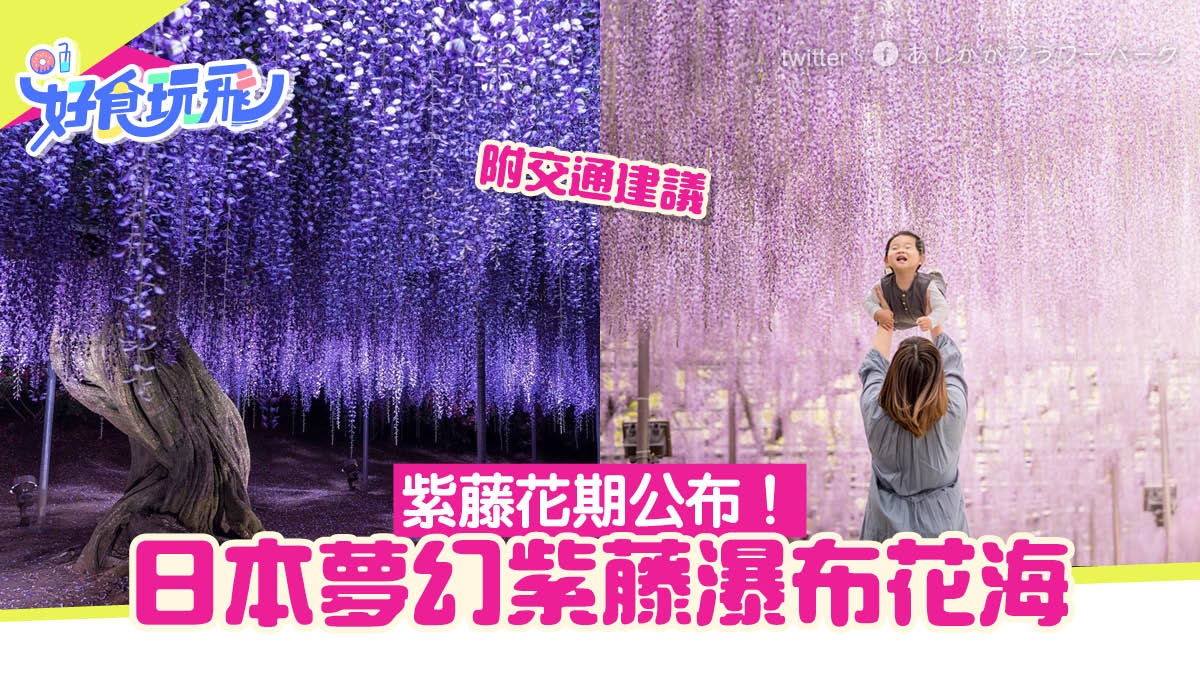 日本紫藤花2023︳足利花卉公園紫藤花期公布 附官方鐵路交通建議 日本紫藤花2023︳足利花卉公園紫藤花期公布 附官方鐵路交通建議