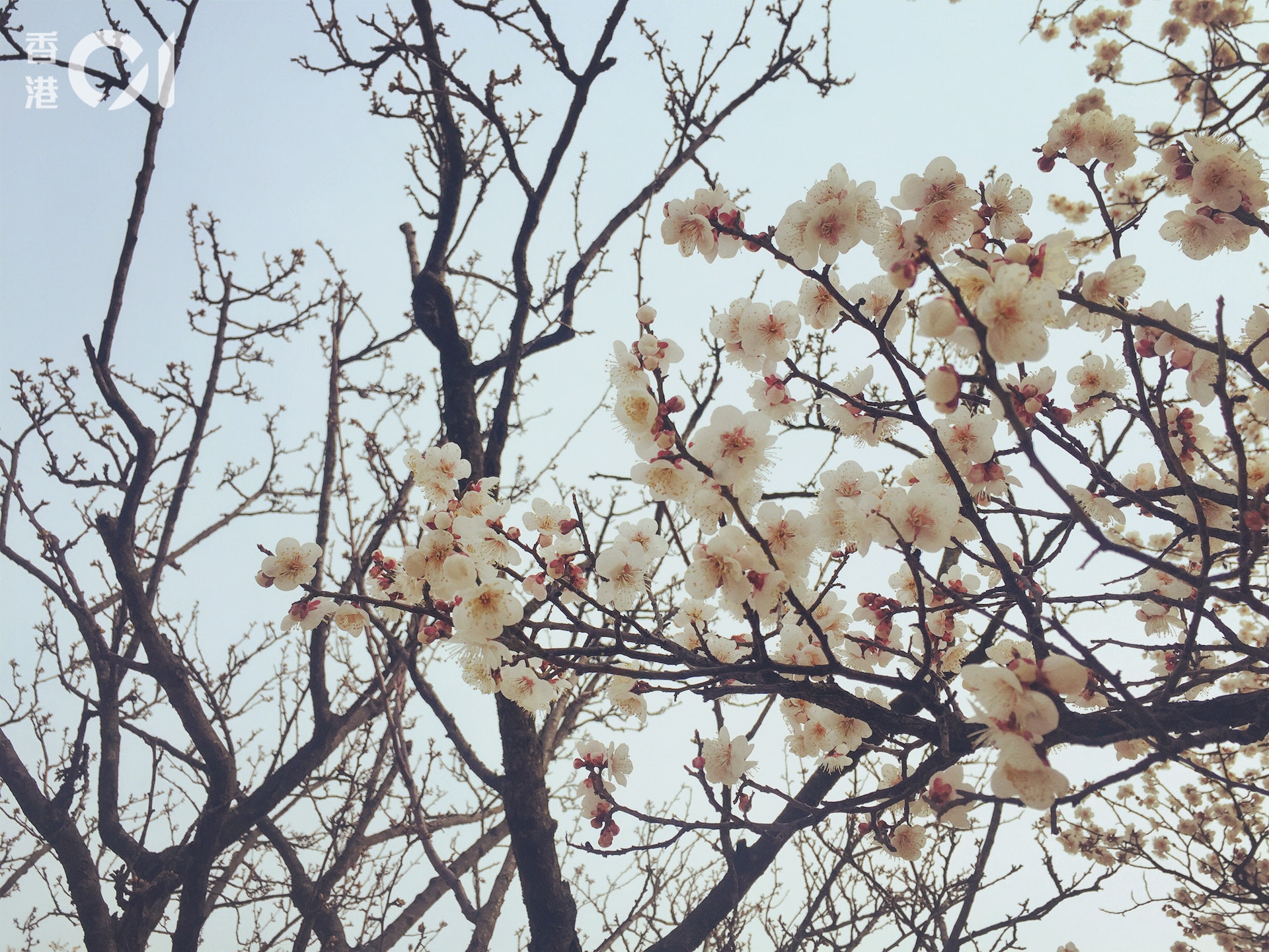 韓國櫻花花期平均在3月尾至4月。(尹嘉蔚攝) 韓國櫻花花期平均在3月尾至4月。(尹嘉蔚攝)