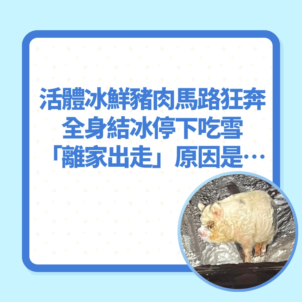 「活體冰鮮豬肉」離家出走的原因（Facebook@Nolan Boedigheimer／01製圖）