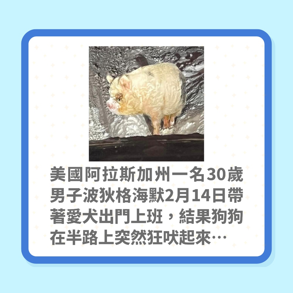 「活體冰鮮豬肉」離家出走的原因（Facebook@Nolan Boedigheimer／01製圖）