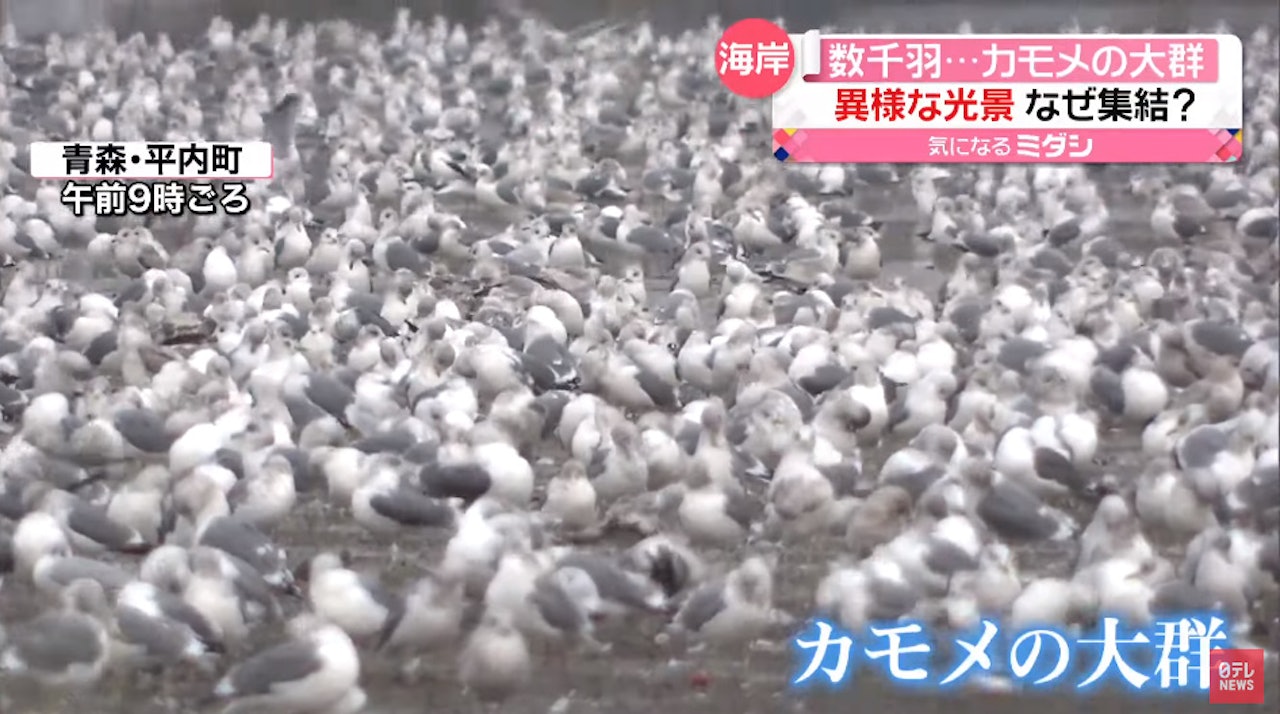 (YouTube 截圖) (YouTube 截圖)
