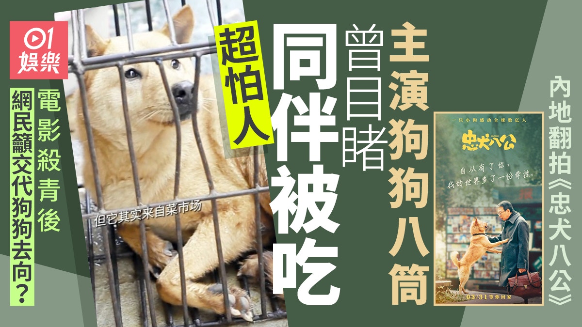 內地版《忠犬八公》改名「八筒」 狗狗肉檔逃生拍攝後去向成謎