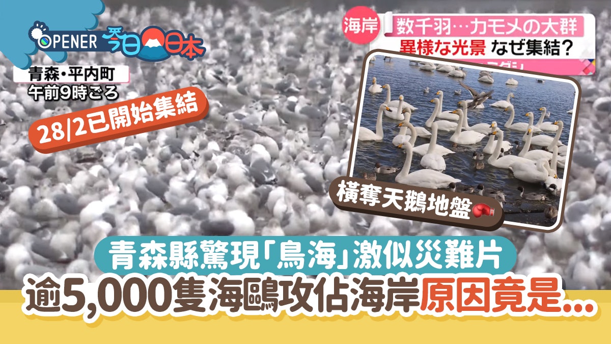 青森縣驚現逾5千隻海鷗攻佔海岸 世界末日?專家揭霸地盤原因 青森縣驚現逾5千隻海鷗攻佔海岸 世界末日?專家揭霸地盤原因