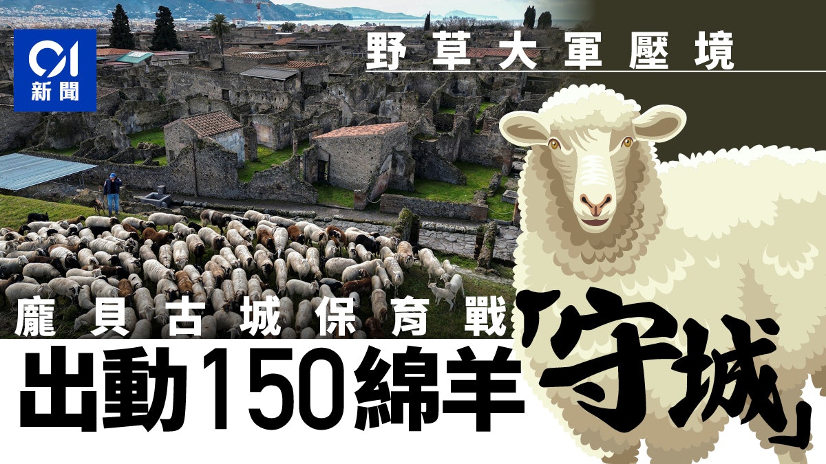 意大利龐貝古城雜草爬牆? 考古學家引進150隻綿羊保護遺跡 意大利龐貝古城雜草爬牆? 考古學家引進150隻綿羊保護遺跡
