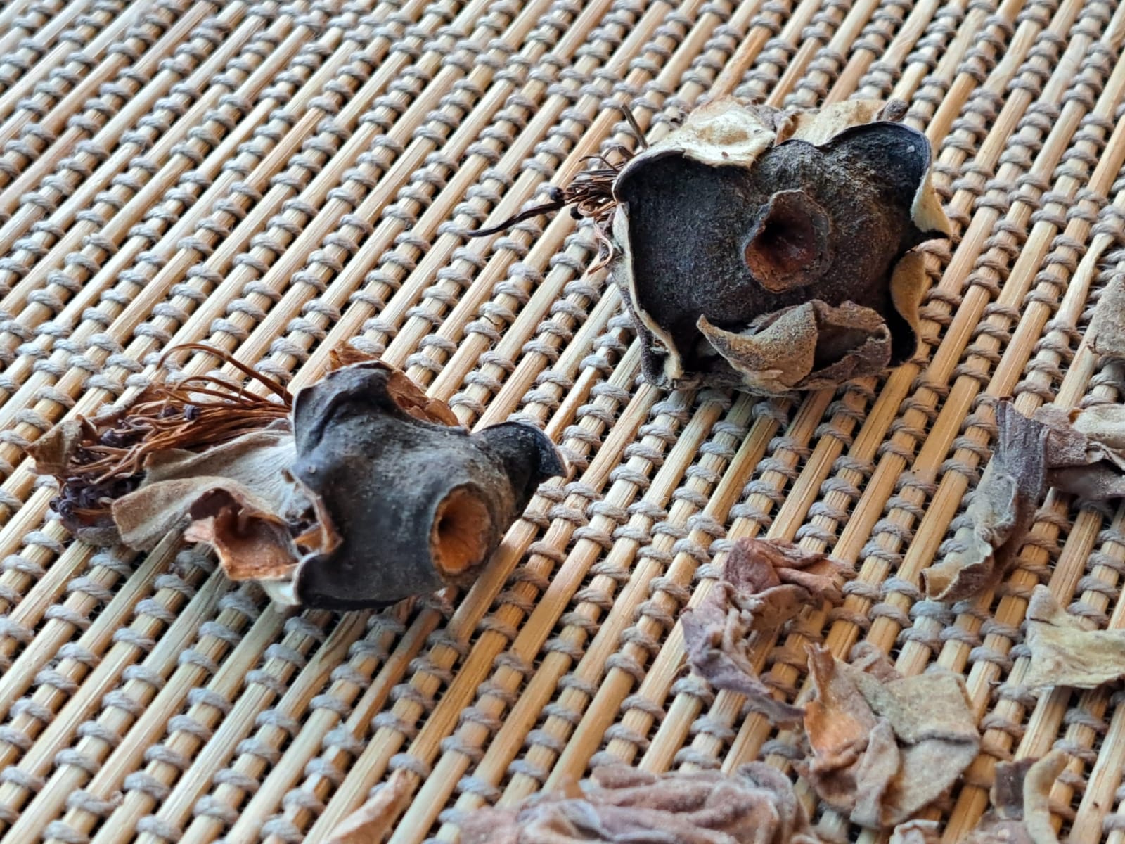 曬乾後的木棉花，是五花茶的主角之一。