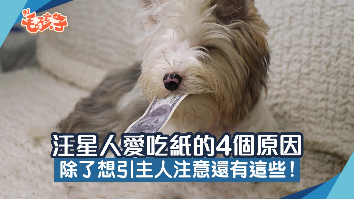 狗狗冷知識|汪星人愛吃紙的4個原因 除了想引飼主注意還有這些 狗狗冷知識|汪星人愛吃紙的4個原因 除了想引飼主注意還有這些