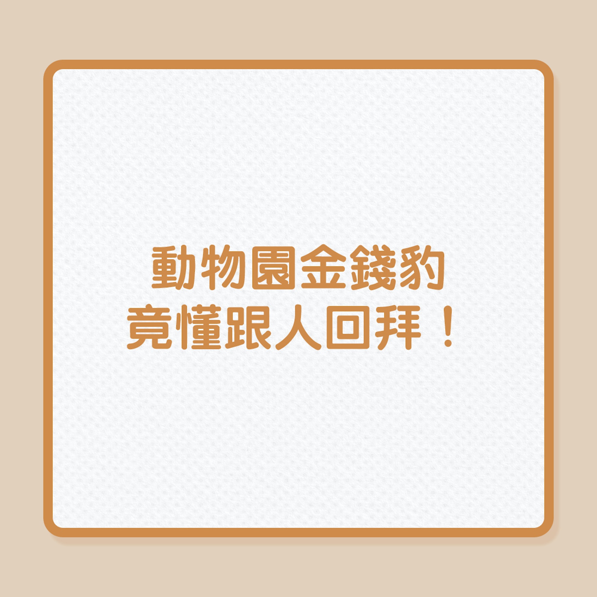 動物園金錢豹,竟懂哏人回拜!(01製圖) 動物園金錢豹,竟懂哏人回拜!(01製圖)