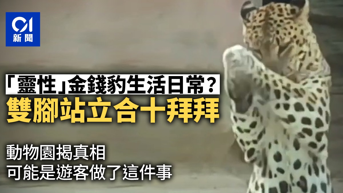 動物園金錢豹合十「回拜」人群?原來遊客向來喜歡對牠這樣做! 動物園金錢豹合十「回拜」人群?原來遊客向來喜歡對牠這樣做!