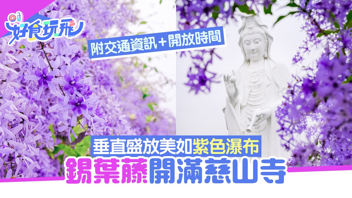 慈山寺錫葉藤開花!垂直盛放美如紫色瀑布 附交通資訊/開放時間 慈山寺錫葉藤開花!垂直盛放美如紫色瀑布 附交通資訊/開放時間
