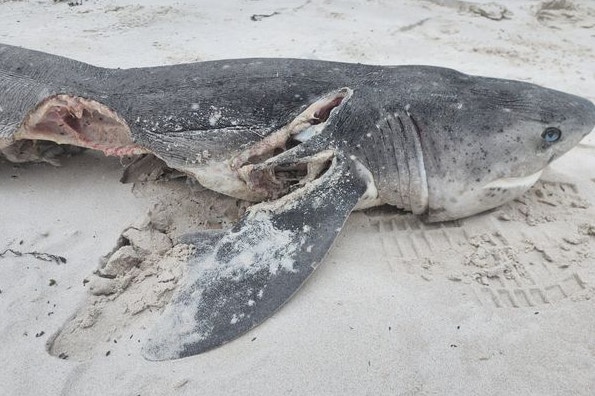 海洋出現連環殺手，17條鯊魚屍體的肝臟全消失。（Facebook@Marine Dynamics）