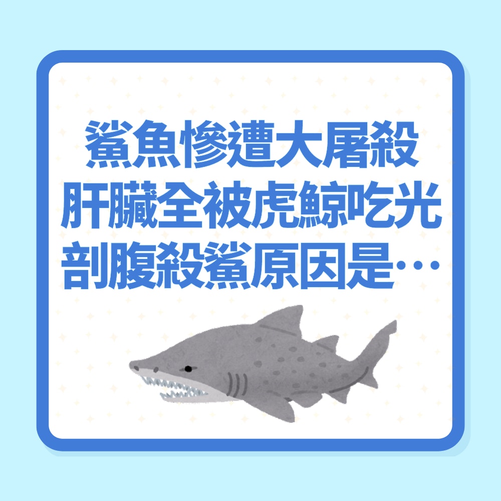 海底大屠殺！17條鯊魚屍沖上岸「肝臟全被吃光」兇手早有前科（01製圖）