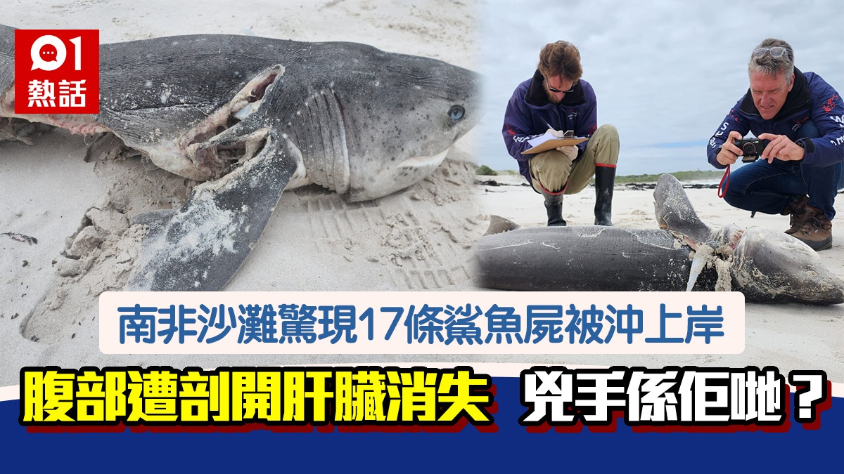 海底大屠殺！17條鯊魚屍沖上岸「肝臟全被吃光」兇手早有前科