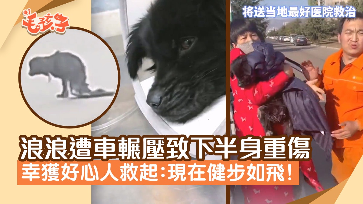 浪浪下半身遭輾壓拖殘軀爬3個月 幸獲好心人救起:現在健步如飛 浪浪下半身遭輾壓拖殘軀爬3個月 幸獲好心人救起:現在健步如飛