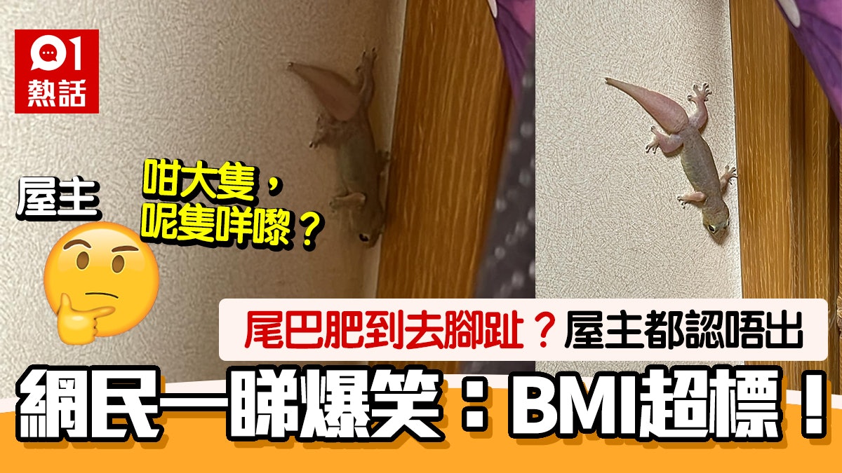 超肥壁虎!家居驚現重磅檐蛇 網民睇四腳蛇笑爆:腳趾肥嘟嘟! 超肥壁虎!家居驚現重磅檐蛇 網民睇四腳蛇笑爆:腳趾肥嘟嘟!