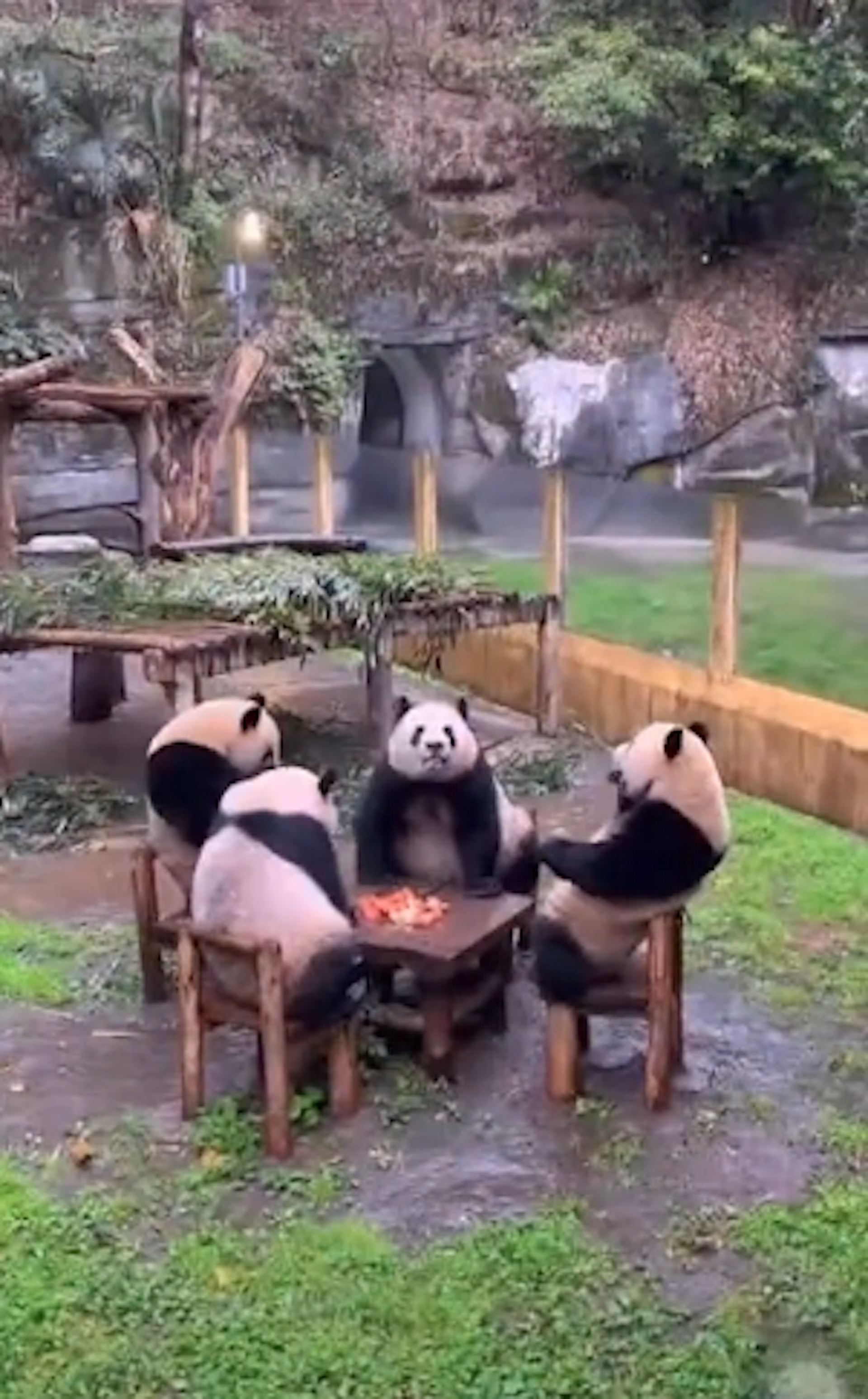 影片裡有四隻熊貓圍在小方桌旁,只見牠們一個個坐在椅子上吃蘋果,無憂無慮的模樣相當悠哉,看起來就像是喝著下午茶一邊打麻雀的老太太、老伯伯。(截圖) 影片裡有四隻熊貓圍在小方桌旁,只見牠們一個個坐在椅子上吃蘋果,無憂無慮的模樣相當悠哉,看起來就像是喝著下午茶一邊打麻雀的老太太、老伯伯。(截圖)