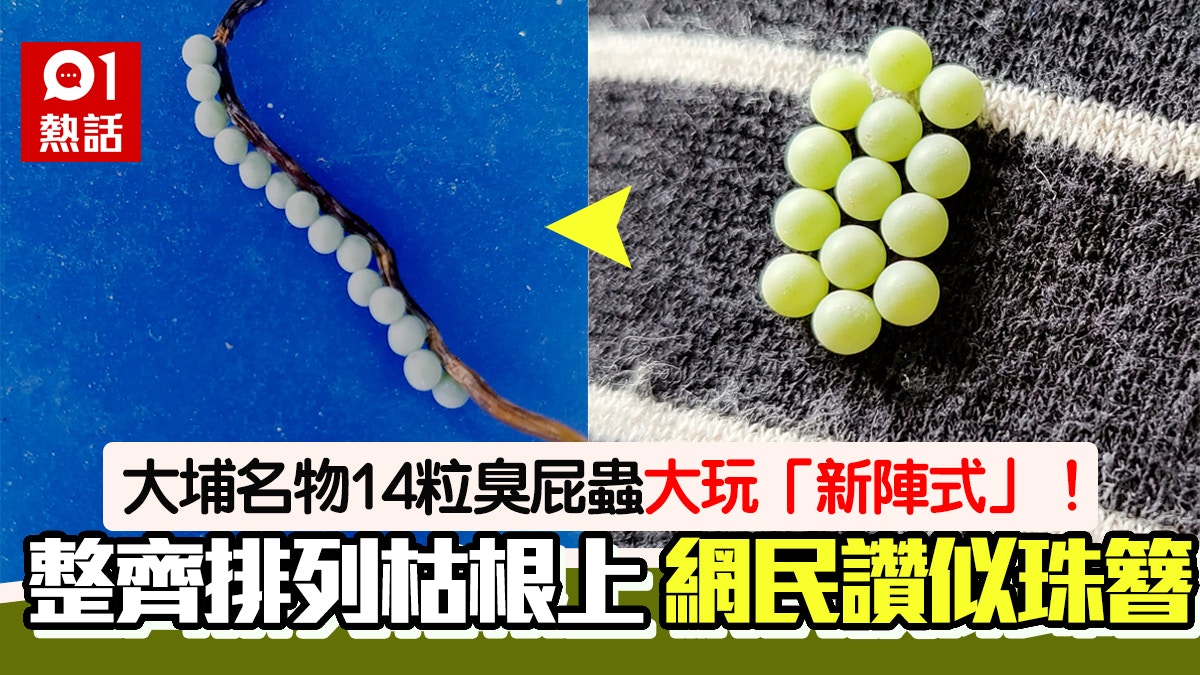 大埔名物14粒臭屁蟲再現！整齊打直排黏枯根　網民爆笑：當珠鏈載
