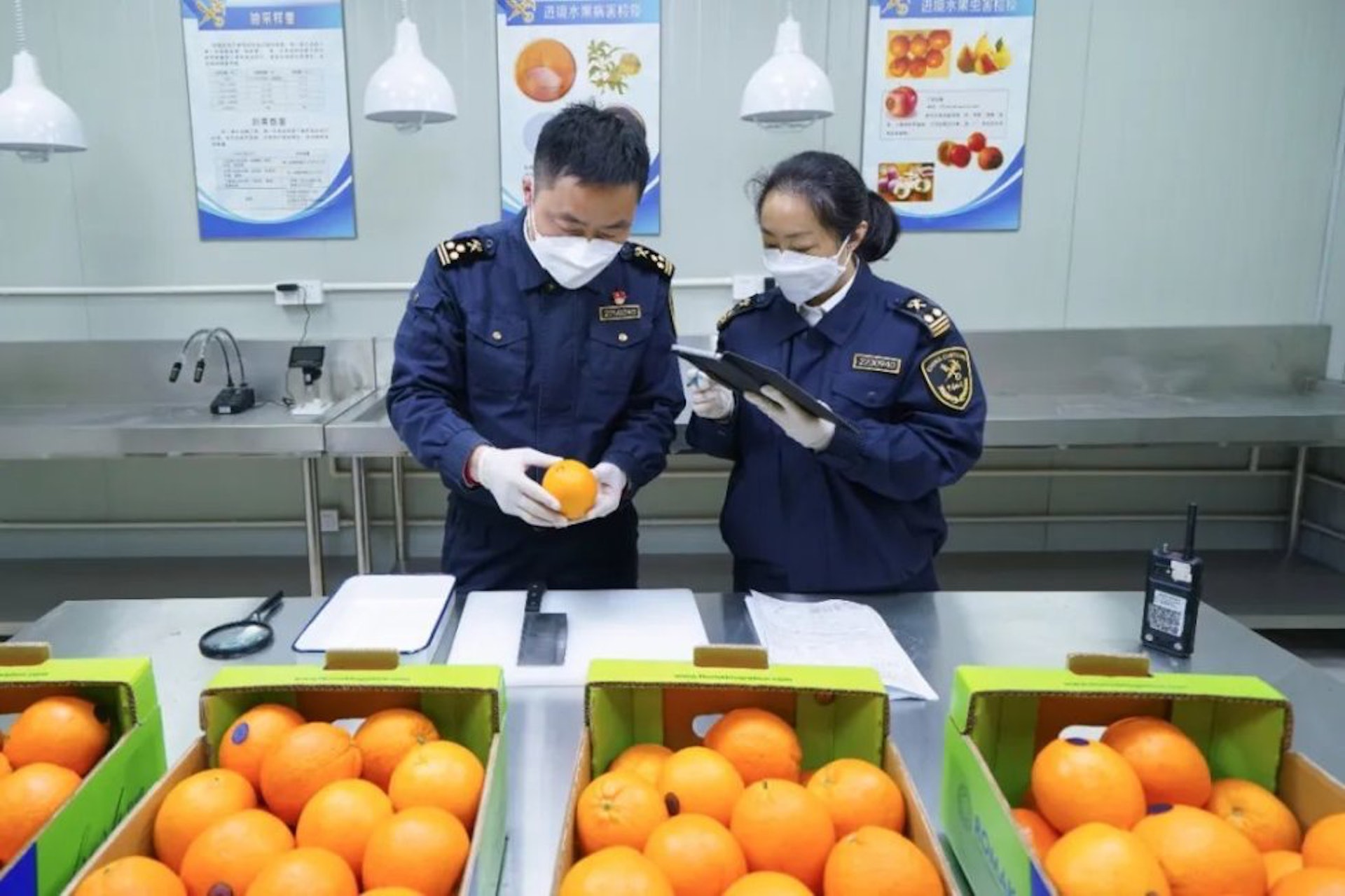 首批来自伊朗的柑橘日前正式进口中国。 （上观新闻）