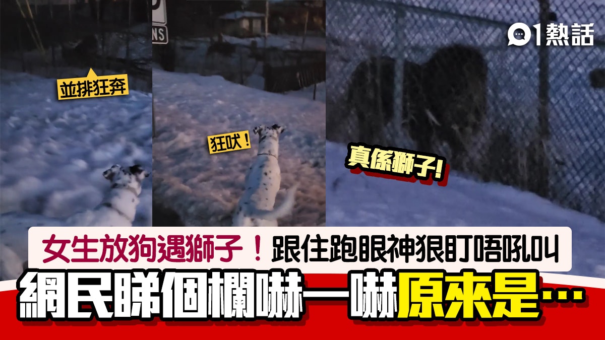 放狗撞正獅子!犬獅並排跑畫面嚇人 中間隔「脆弱圍欄」原來是… 放狗撞正獅子!犬獅並排跑畫面嚇人 中間隔「脆弱圍欄」原來是…