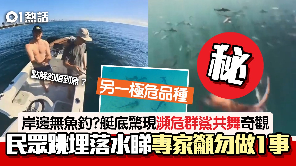 極罕見!逾百瀕危鯊魚現身海岸 民眾拍群鯊暢泳奇觀 落水一齊游 極罕見!逾百瀕危鯊魚現身海岸 民眾拍群鯊暢泳奇觀 落水一齊游