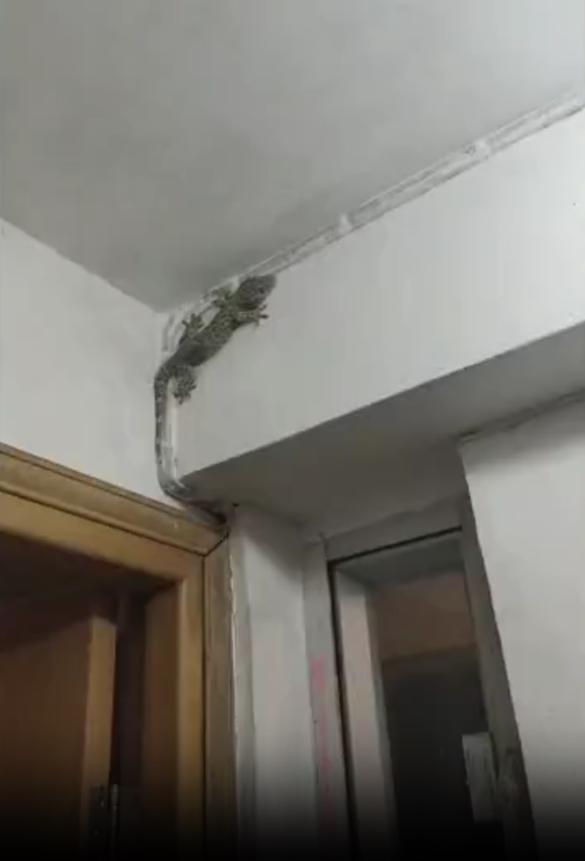 近日內地網絡瘋傳一段影片,有居於香港九龍一宿舍的內地男子驚見屋內出現一條巨型「壁虎」。(「新浪新聞」影片截圖) 近日內地網絡瘋傳一段影片,有居於香港九龍一宿舍的內地男子驚見屋內出現一條巨型「壁虎」。(「新浪新聞」影片截圖)