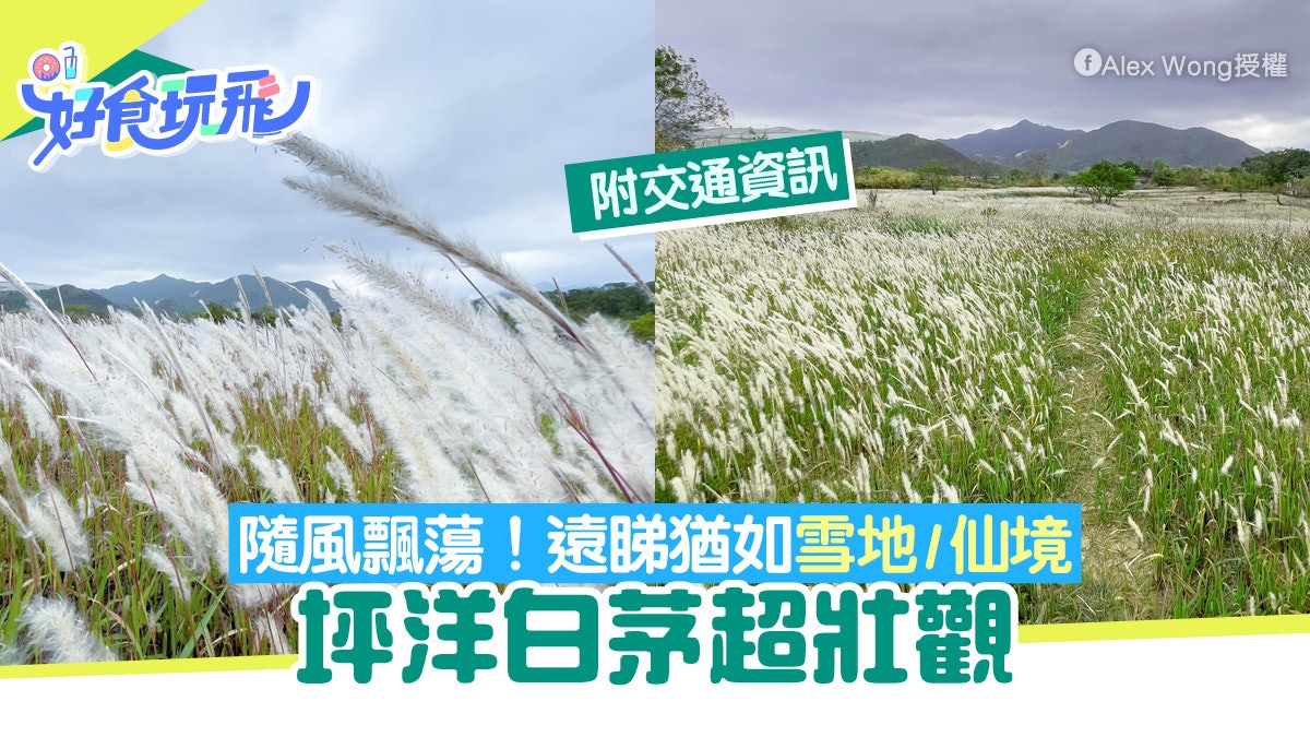 坪洋芒草|坪洋白茅超壯觀!隨風飄蕩 遠看如雪地 附交通資訊 坪洋芒草|坪洋白茅超壯觀!隨風飄蕩 遠看如雪地 附交通資訊