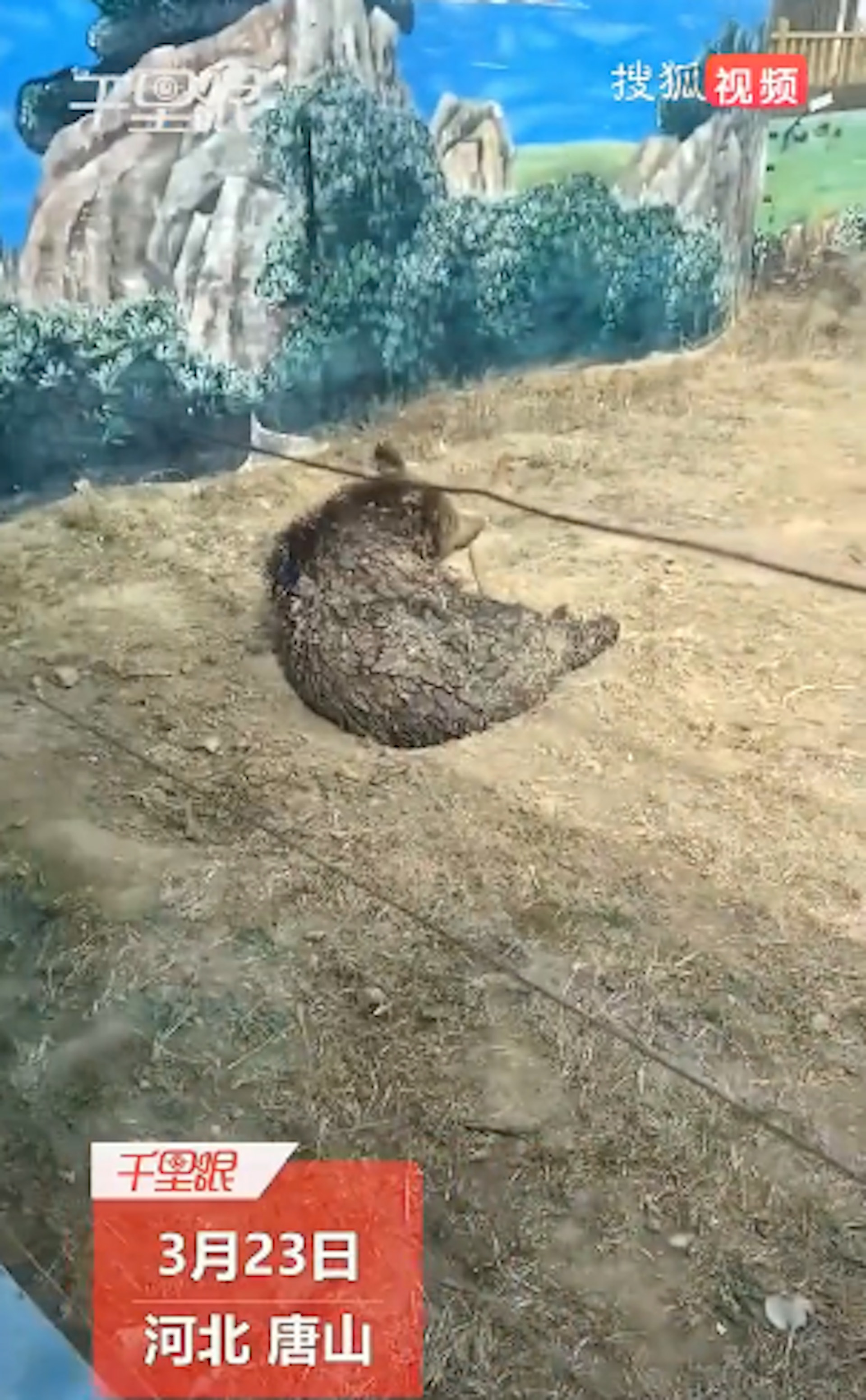 一名李小姐到河北唐山的一間動物園遊玩,在亞洲黑熊區裡看到好幾隻熊,原本柔順的毛髮卻結塊,一片片結在背部,乍看還以為是熊長出鱗片。(影片截圖) 一名李小姐到河北唐山的一間動物園遊玩,在亞洲黑熊區裡看到好幾隻熊,原本柔順的毛髮卻結塊,一片片結在背部,乍看還以為是熊長出鱗片。(影片截圖)